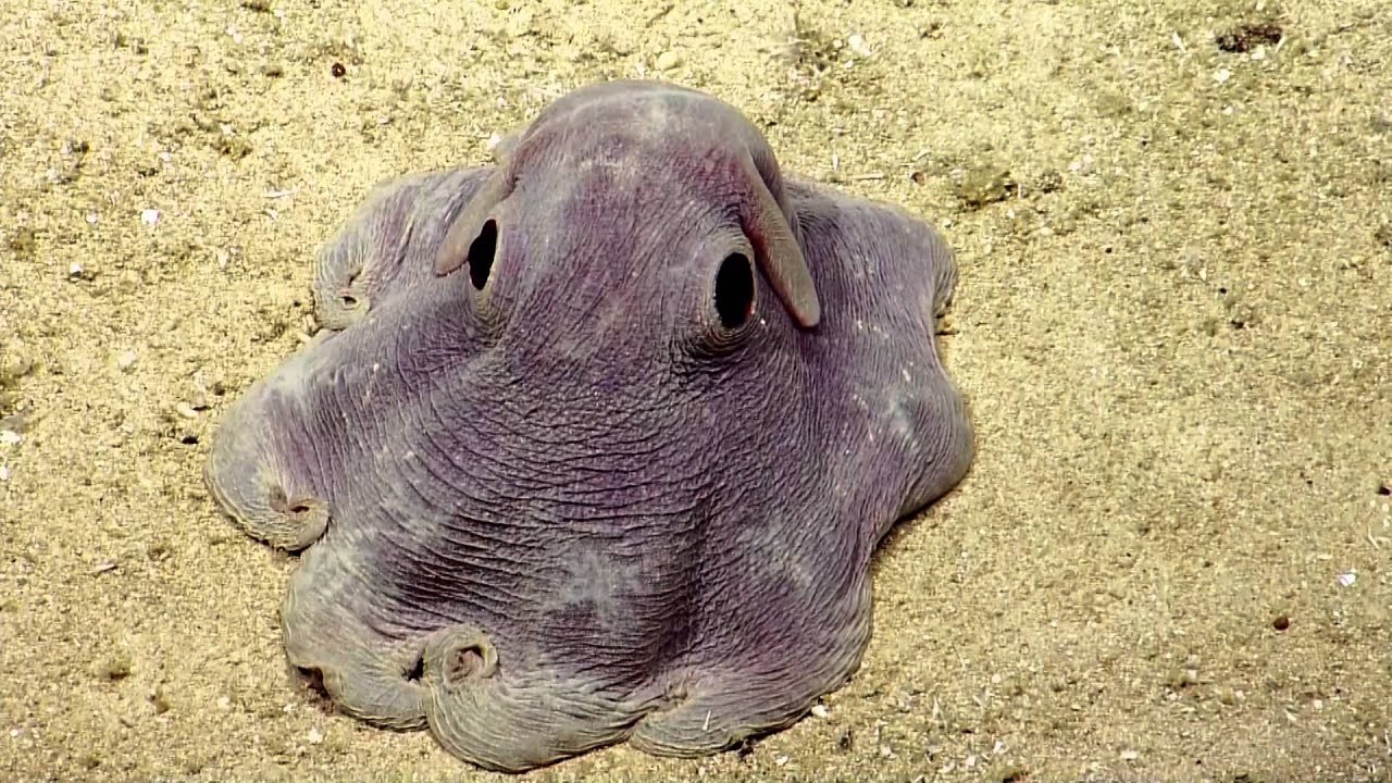 Dumbo Octopus in Action | Nautilus Live