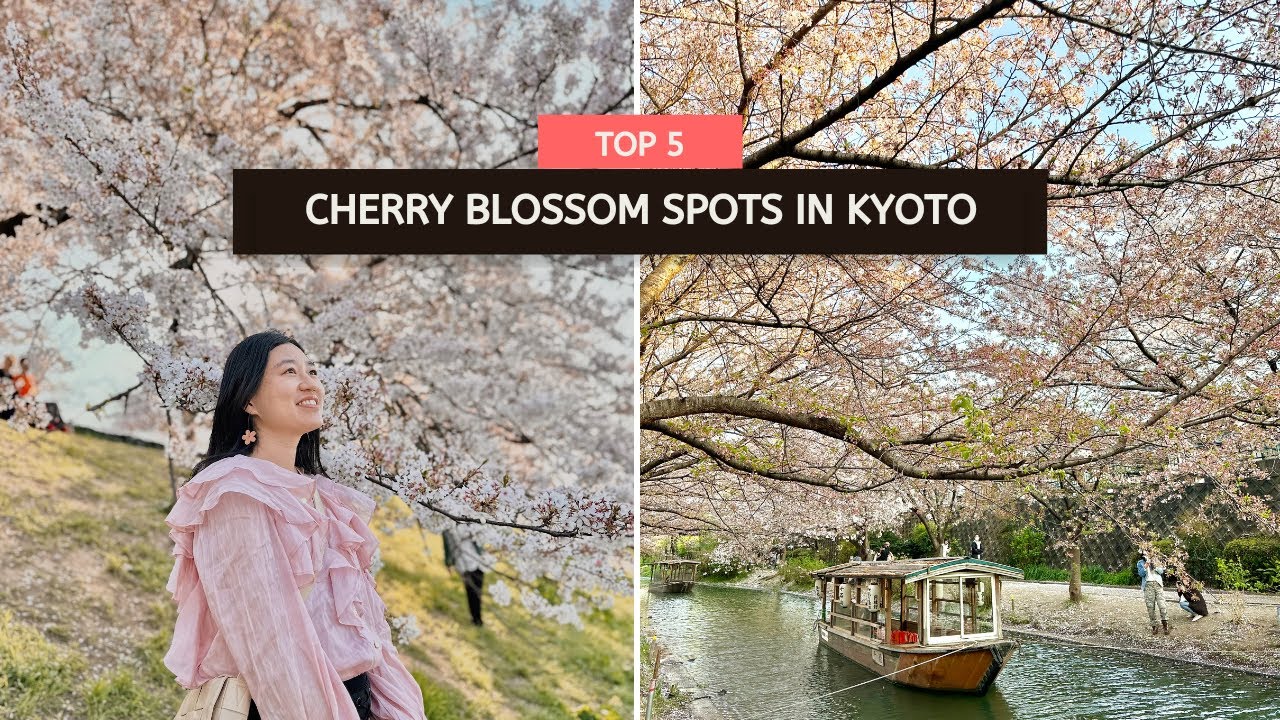 Watch This Before You Visit Kyoto for Cherry Blossoms
