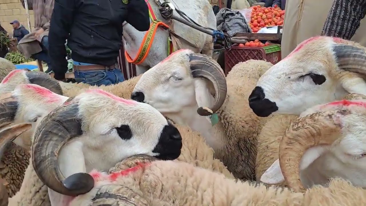 مباشرة من سوق سبت سطات مع اتمنة الخروف والخروفة والحولي 