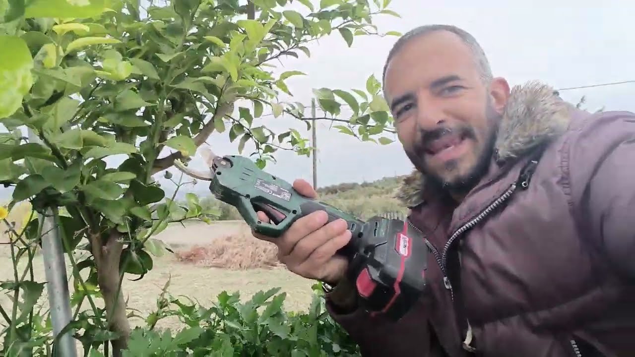 ΛΕΜΟΝΙΕΣ🍋 ΠΟΡΤΟΚΑΛΙΕΣ🍊 ΠΡΟΣΟΧΗ! Κλαδεύουμε στο Μπόλι γιαΝΑ ΜΗΝ Αγριέψουν τα εσπεριδοειδή+Μανταρινιές