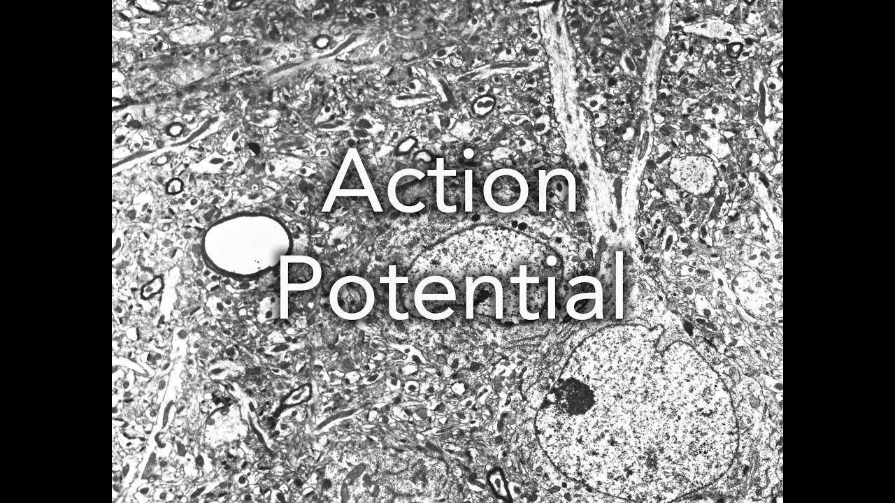 A2 Biology: Action Potential