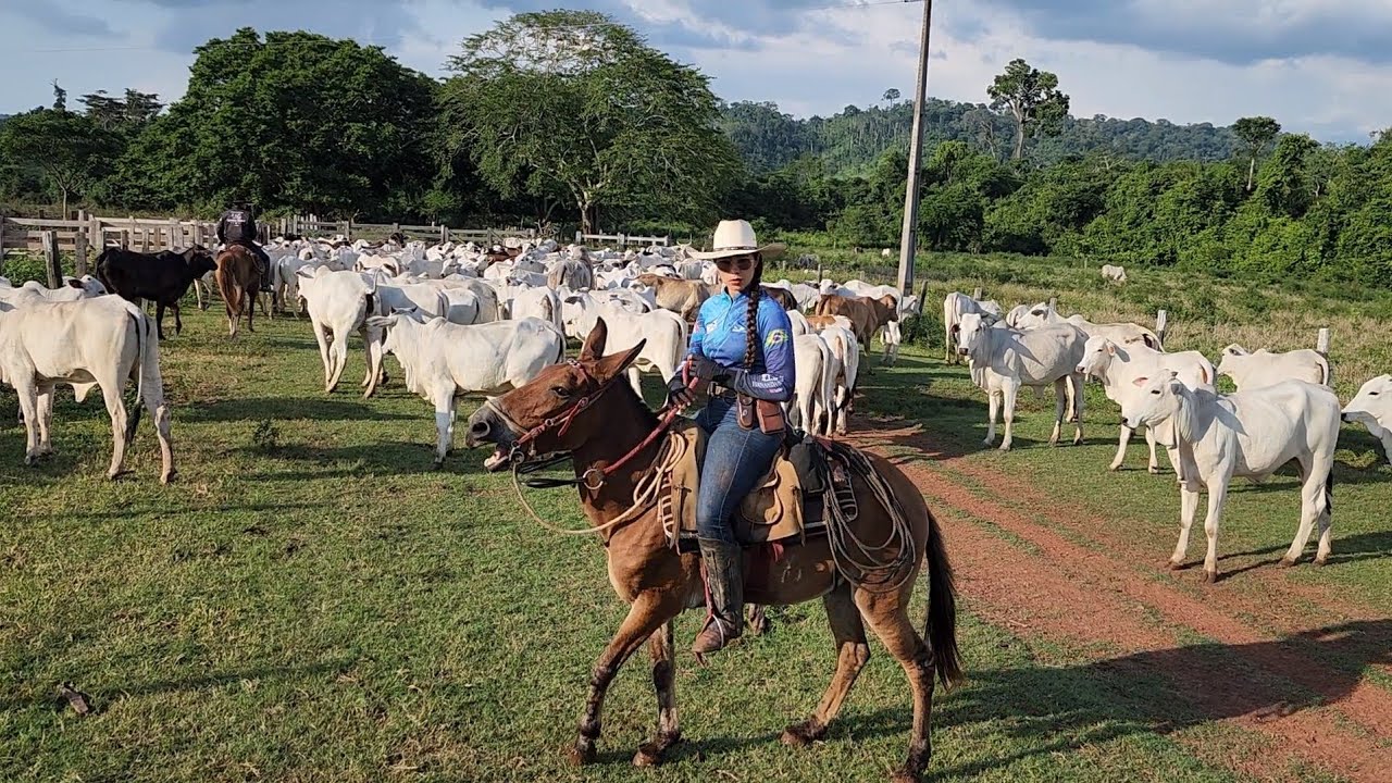 NÃO VMS PODER LEVAR NOSSAS NOVILHAS PARA FAZENDA ÁGUAS CLARAS AGORA! Voltamos elas para o aluguel