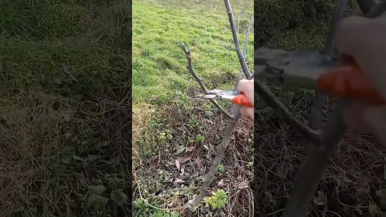 Ceviz budaması 2. Bölüm #budama #ceviz #pruning #walnut 