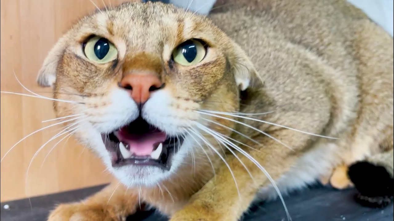 Какие же отношения у чаузи Астрид и папы на самом деле? 🙀