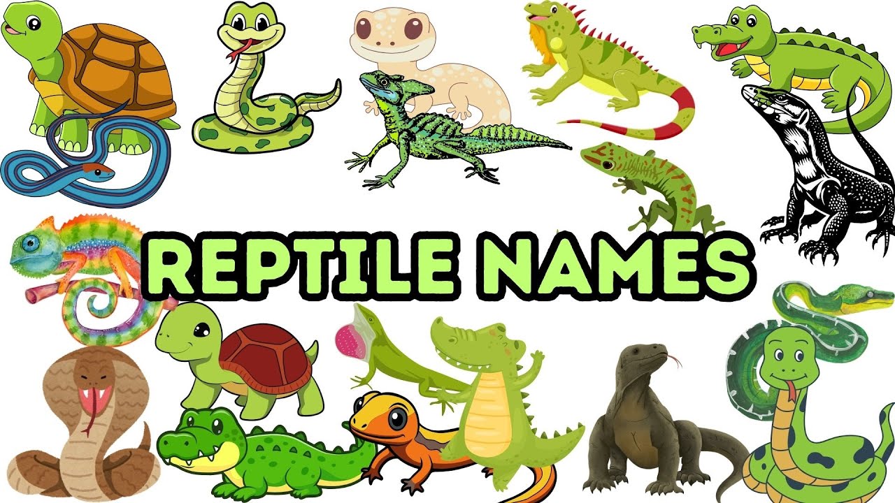Reptile Names! Reptile English Name