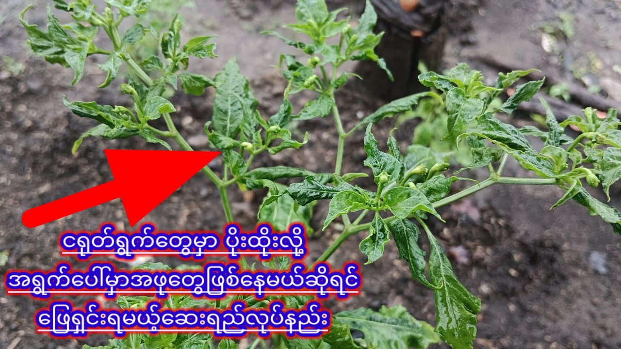 ငရုတ်ရွက်တွေမှာ ပိုးထိုးလို့အရွက်ပေါ်မှာအဖုတွေဖြစ်နေမယ်ဆိုရင်ဖြေရှင်းရမယ့်ဆေးရည်လုပ်နည်း