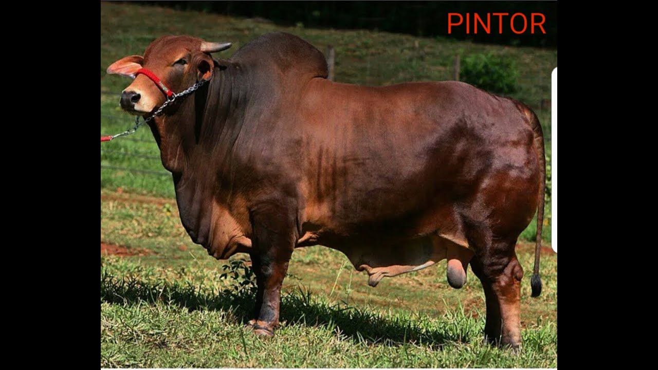 PINTOR - SINDI