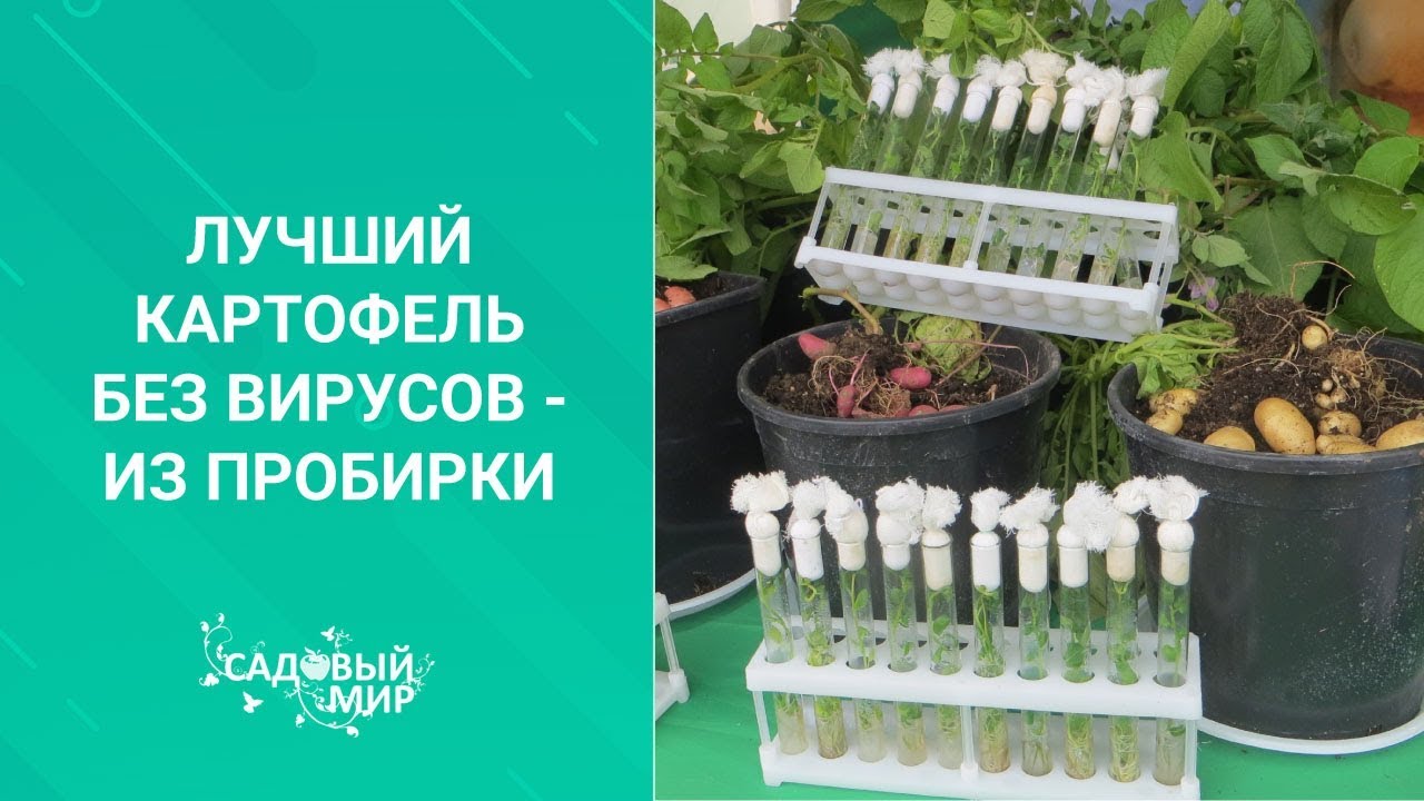 Лучший семенной картофель без вирусов - из пробирки