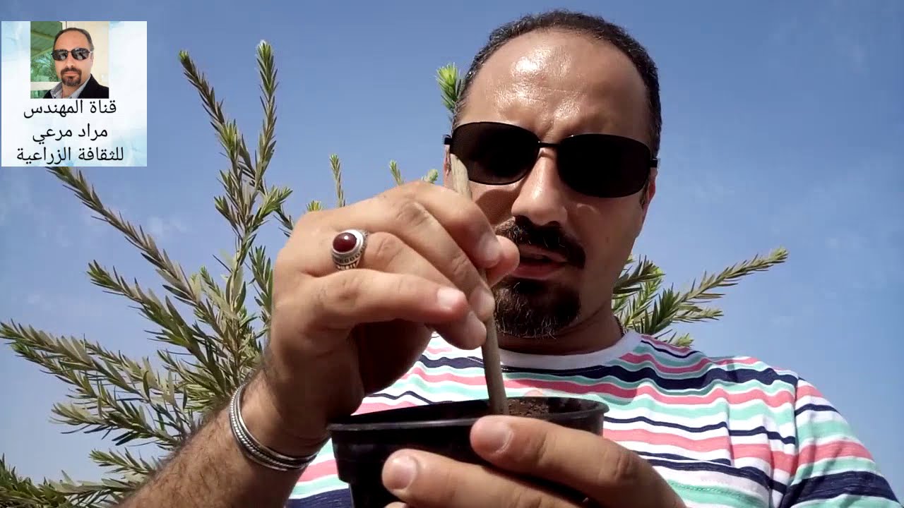 فرشاة زجاج شجرة مزهرة طرق تكاثر والرى والتسميد Calistemon viminalis حلقة52