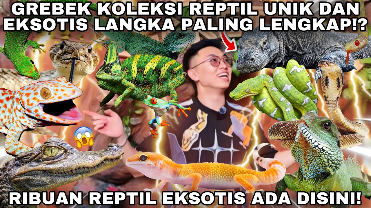GREBEK KOLEKSI REPTIL PALING UNIK, EKSOTIS DAN LANGKA! SEMUA JENIS HEWAN DAN REPTIL ADA DISINI