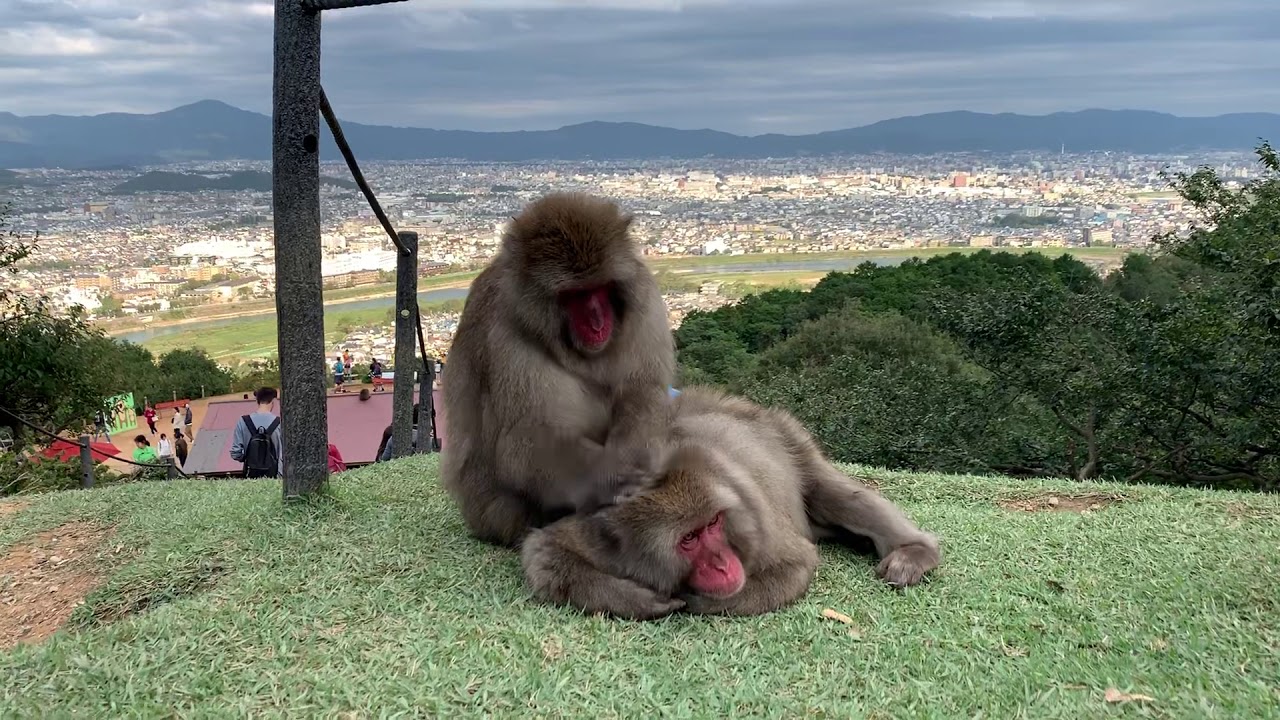 Leçon de singes : comment attraper les poux !