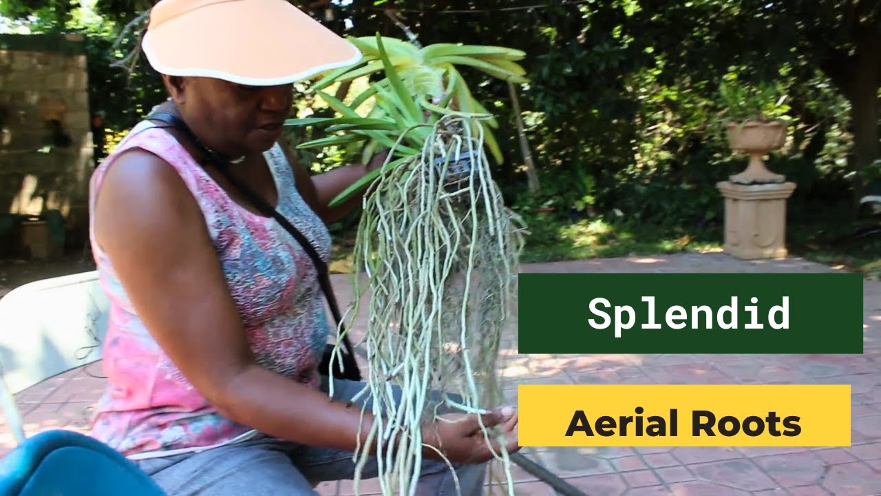 Vanda Orchid Mounting Made Simple | Exotic Gardens