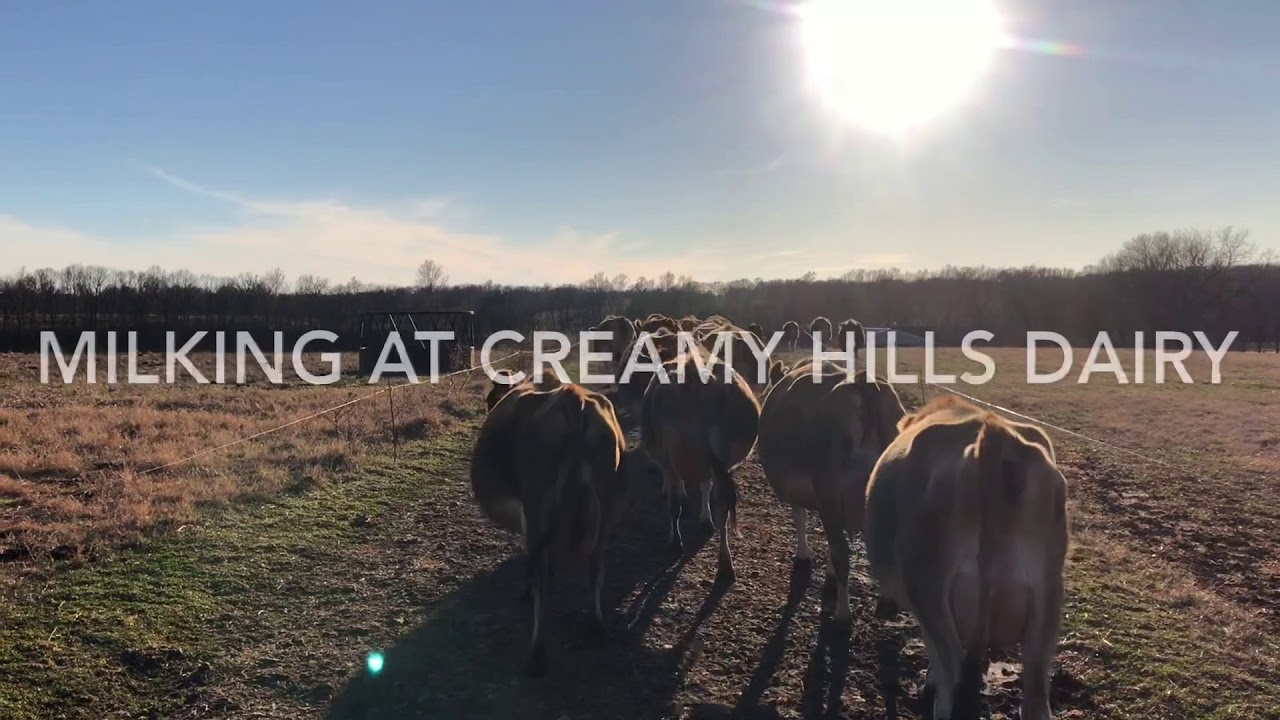 Inside The Milk Barn at Creamy Hills Dairy