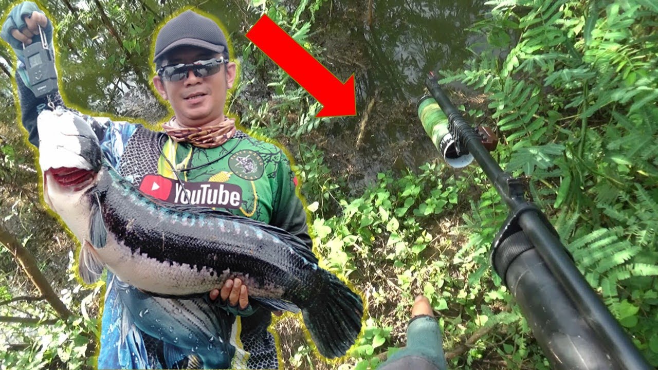 Paser Ikan Tomang | Ternyata Ikan Toman Besar Bersembunyi Semak  berduri