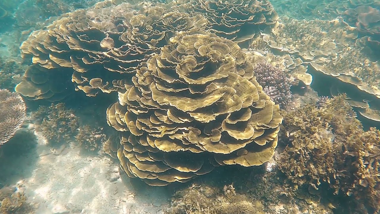 Magnetic Island snorkelling - Arthur Bay