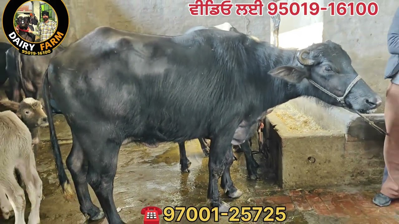 (ਤੋਂਕੜ ਗਬਨ,) ਵਿਕਾਊ ਪਿੰਡ ਅਤਲਾ ਖ਼ੁਰਦ ਜਿਲਾ ਮਾਨਸਾ 