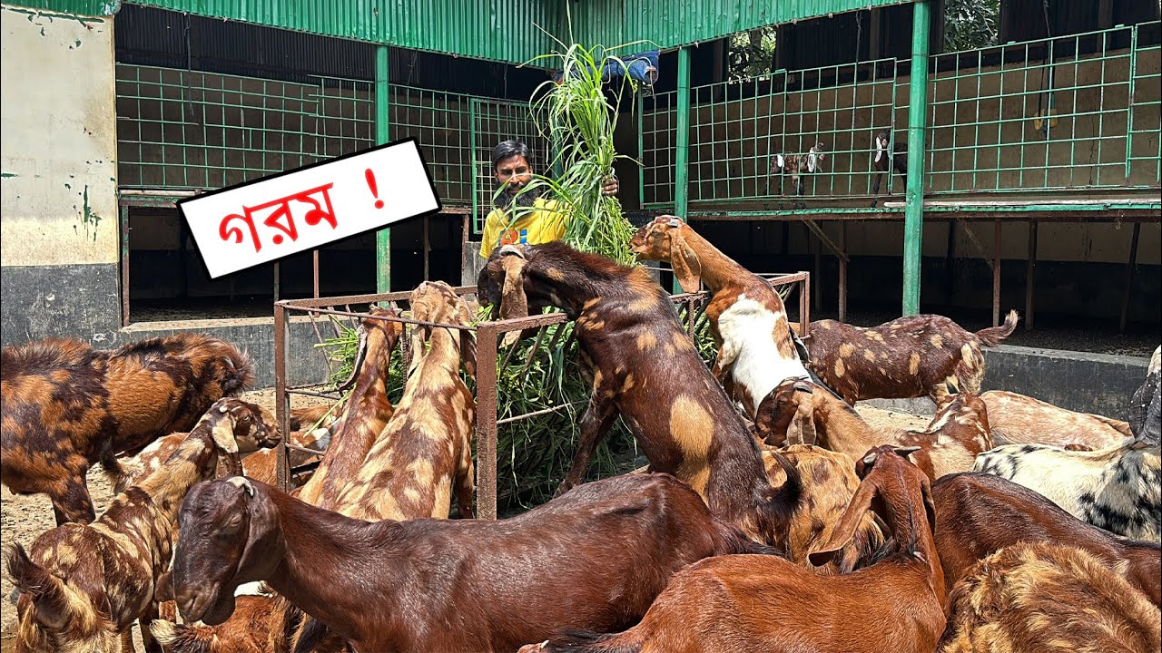 গরমে ছাগল ভেড়ার যত্ন || 01988883104 || Shokher Khamar