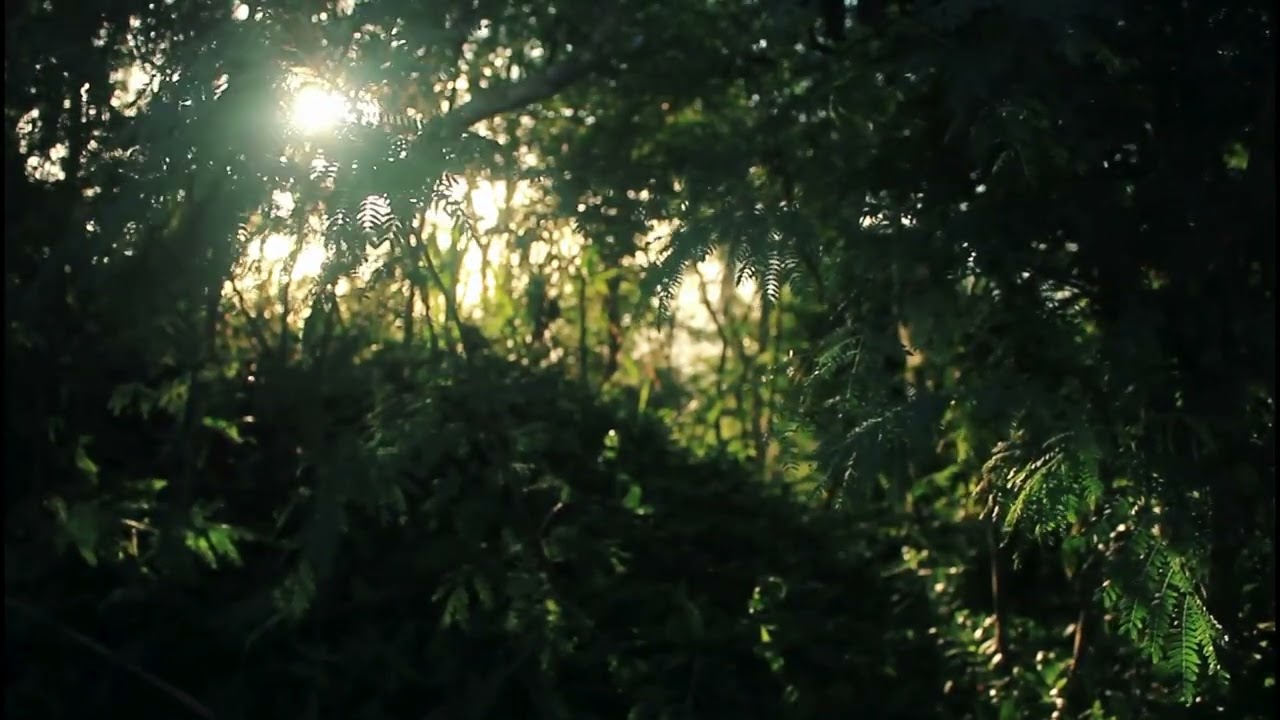 자연힐링음악(natural healing music)