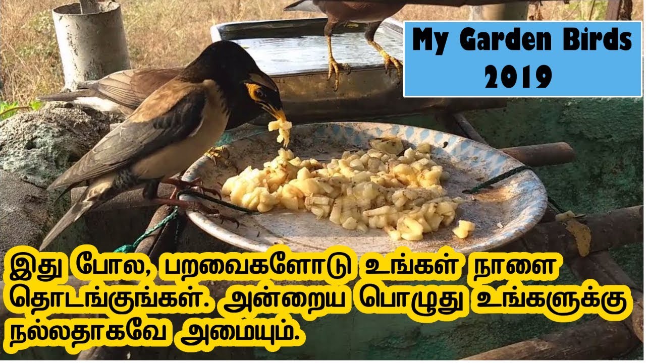 இது போல பறவைகளோடு உங்கள் நாளை தொடங்குங்கள். அந்த நாள் இனிய நாளாக அமையும் | Save birds in this summer