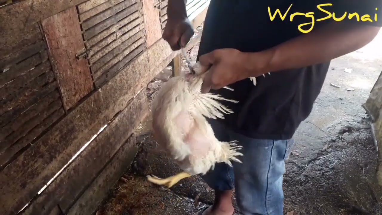 Cara pegang dan sembelih ayam satu tangan super cepat