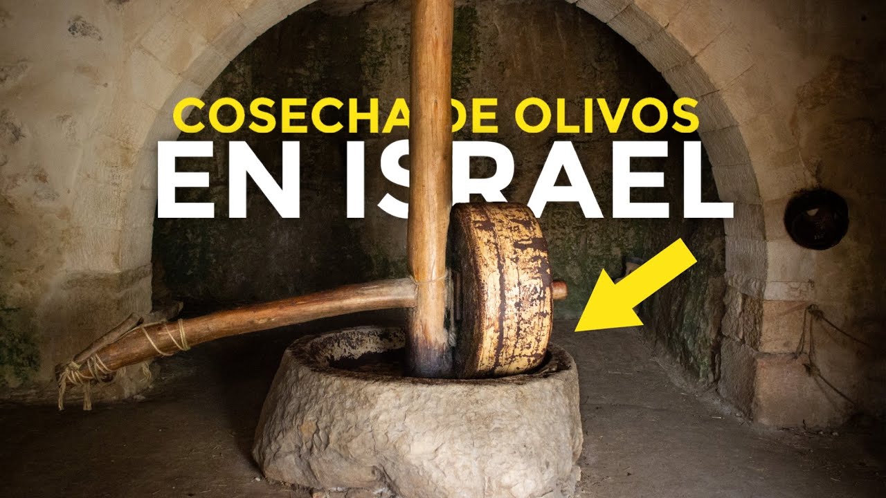 El Oro Liquido de la Antigüedad | ¿Qué dice la biblia del olivo?