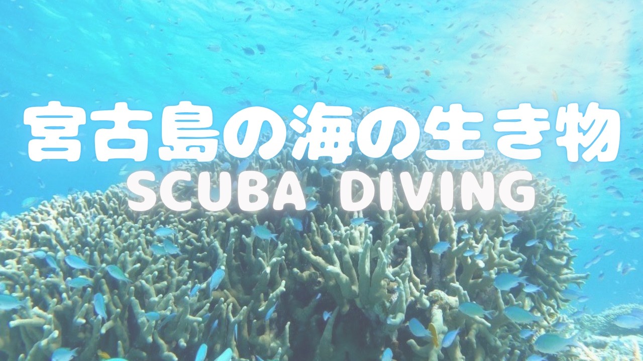 Vtuberがスキューバダイビング！？in宮古島🌺🌊【旅vlog】