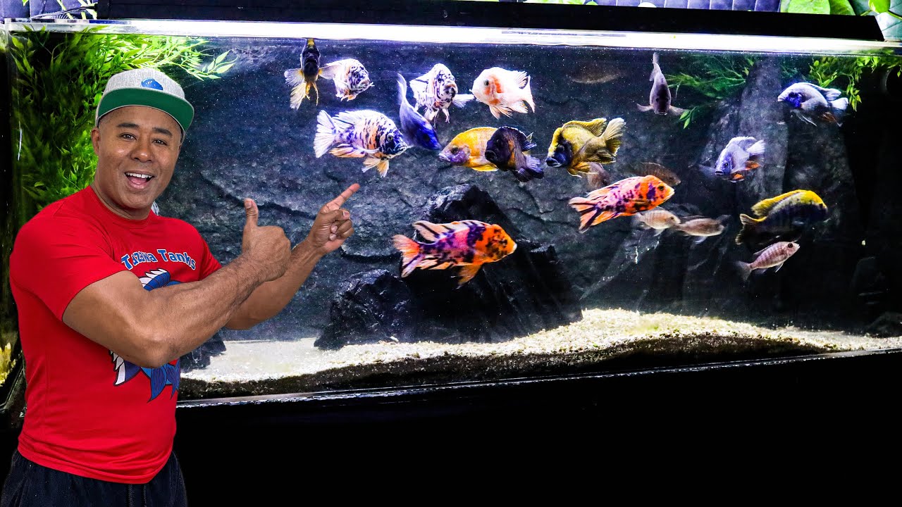 This 3D Background Transformed My African Cichlid Aquarium!