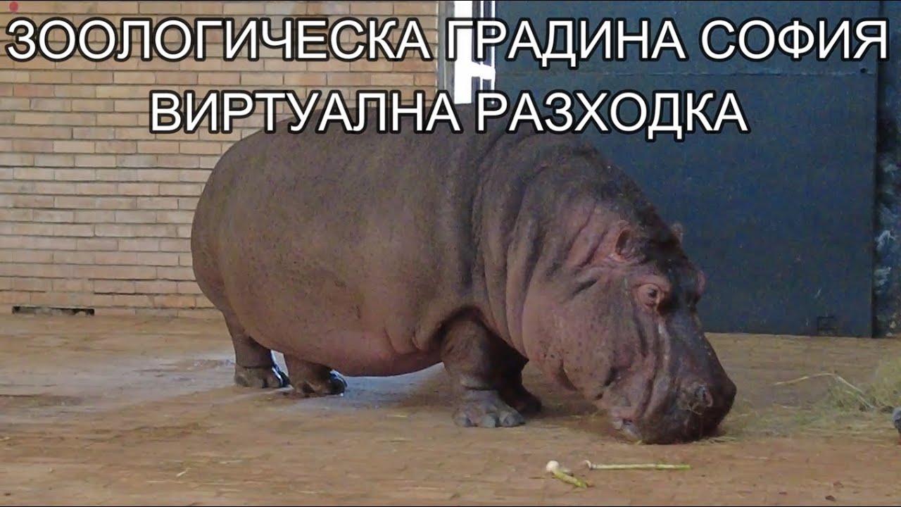 ЗООЛОГИЧЕСКА ГРАДИНА СОФИЯ.ВИРТУАЛНА РАЗХОДКА ЗОО ПАРК СОФИЯ.ZOO SOFIA.СЪБОТА ТОЧНО В СЕДЕМ.#7