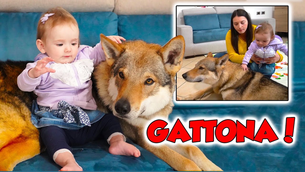 GINEVRA GATTONA! E il nostro cane Lorenzo?