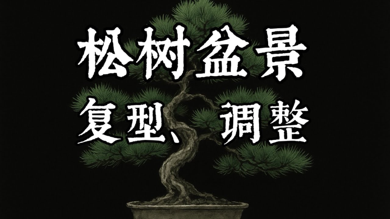 松树盆景如何复型、调整
