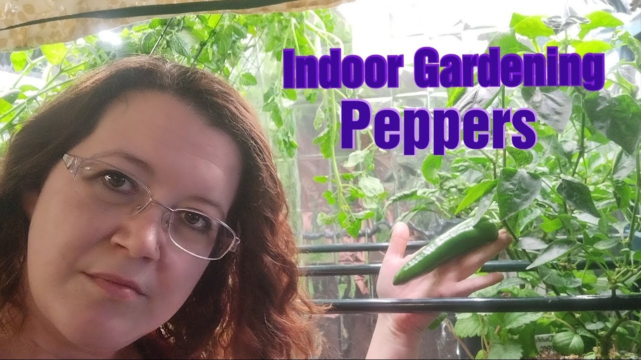 Growing Peppers Indoors-Fruit and Pruning!