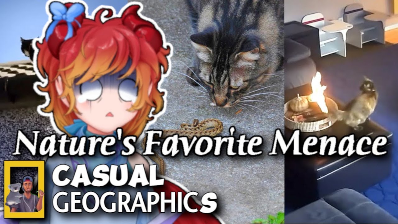 ADHD Vtuber Shocked By The Insane Plot Armor of Cats! | Casual Geographic Reaction