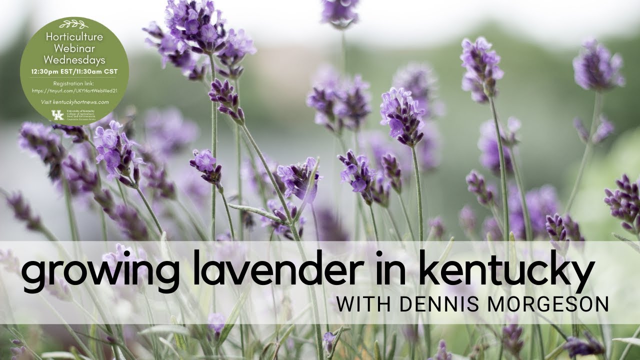 Growing Lavender in Kentucky