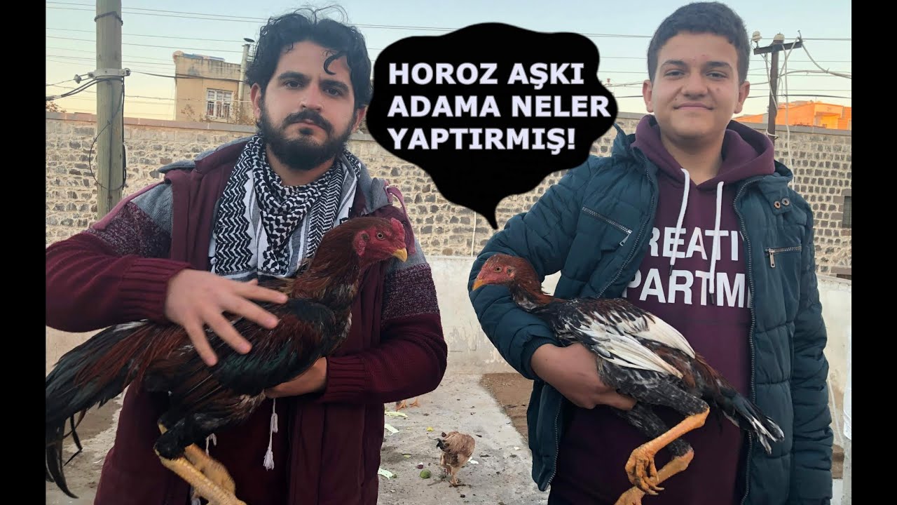 Hint horozları Hint civcivleri kümes ziyareti #şampiyonhinthorozu #hinthorozu #hintcivciv