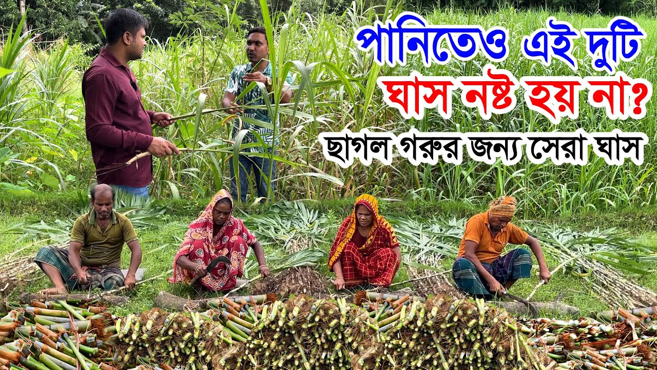 এক ভিডিওতে ৩টি জাতের ঘাসের কাটিং কিনতে পারবেন | ৩০বিঘা জমিতে জারা ঘাস ও অজানা ঘাস এবং জার্মান ঘাস
