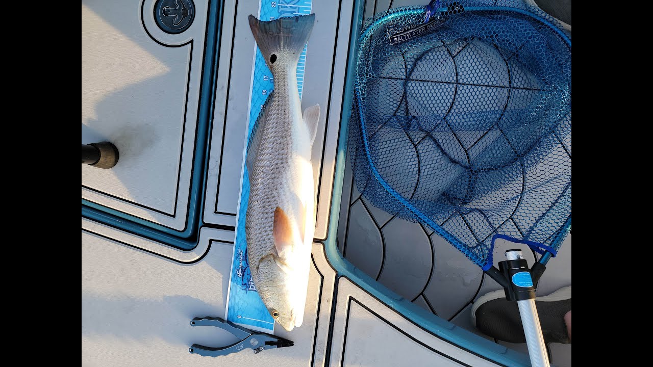 Redfish and trout on topwater in Pine Island Sound