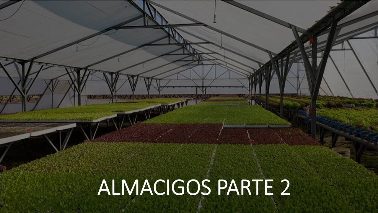 COMO HACER UN ALMACIGO PARTE 2