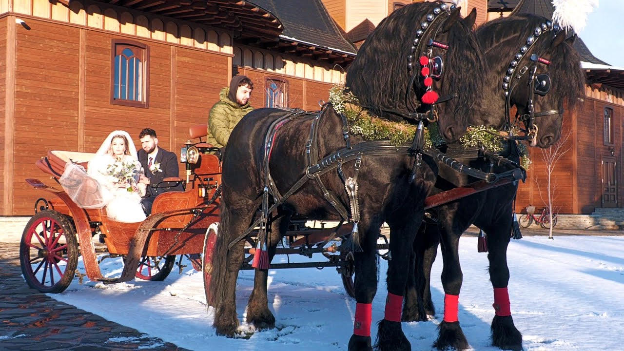 Nuntă în Bucovina Costică și Ionela 11 Ianuarie 2025 Vicovu de Sus