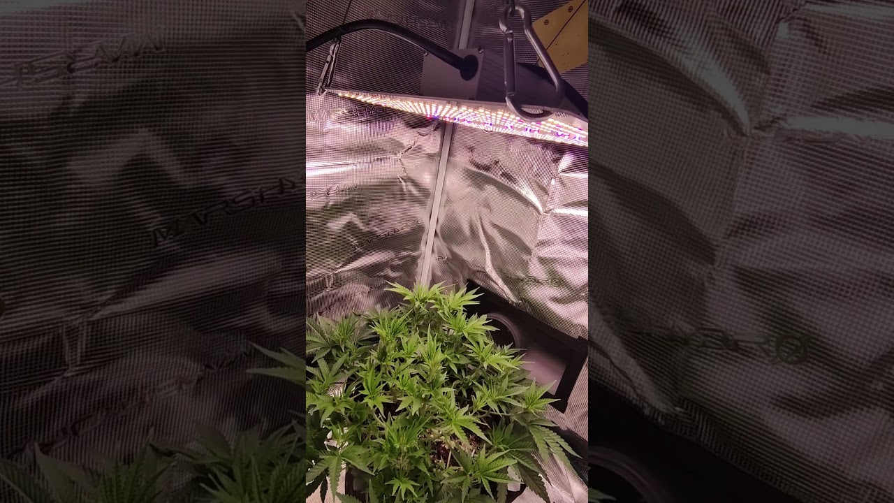 Vision Seeds - Lowryder Auto Vegetation - Grow the Jungel - Nemesis