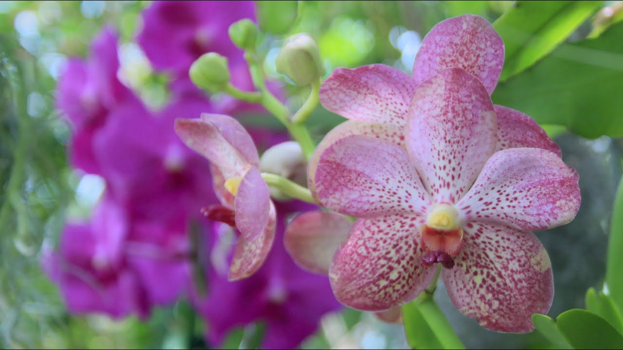 HUGE VANDA & EXTREME PROPAGATIONS UPDATE