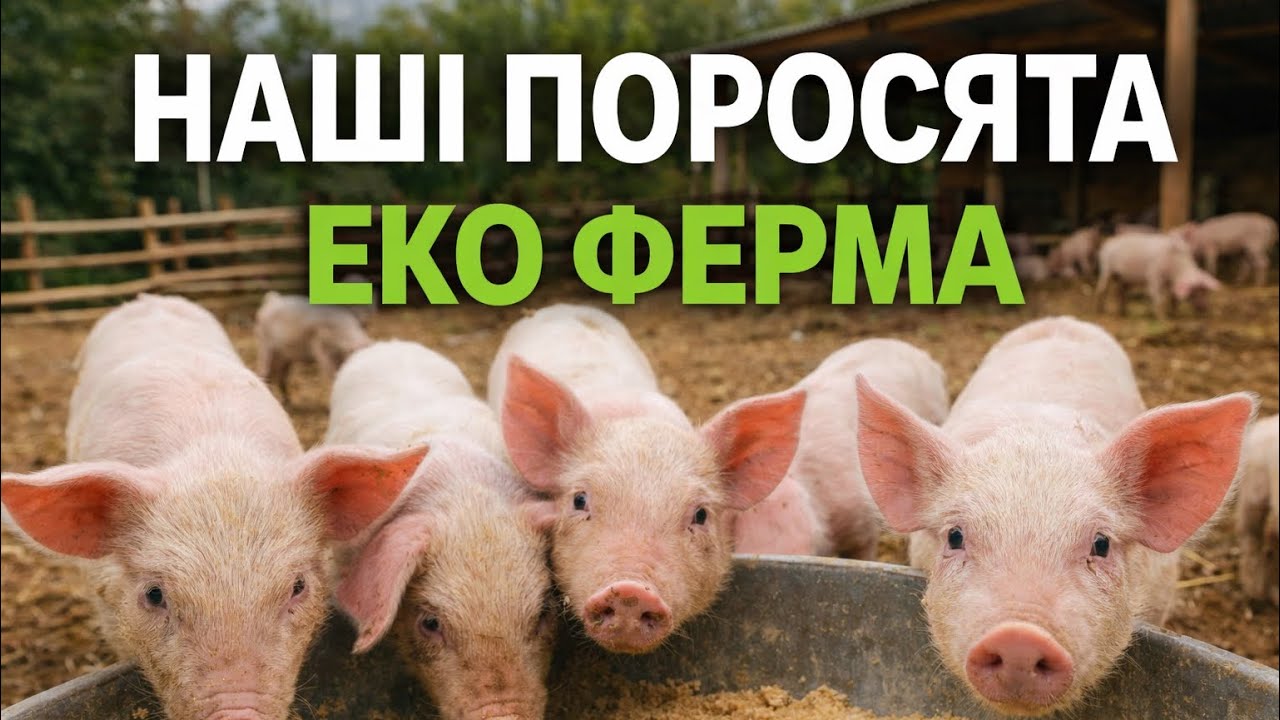 Як ростуть поросята на еко фермі | Територія та годування. How We Raise Piglets on Our Organic Farm