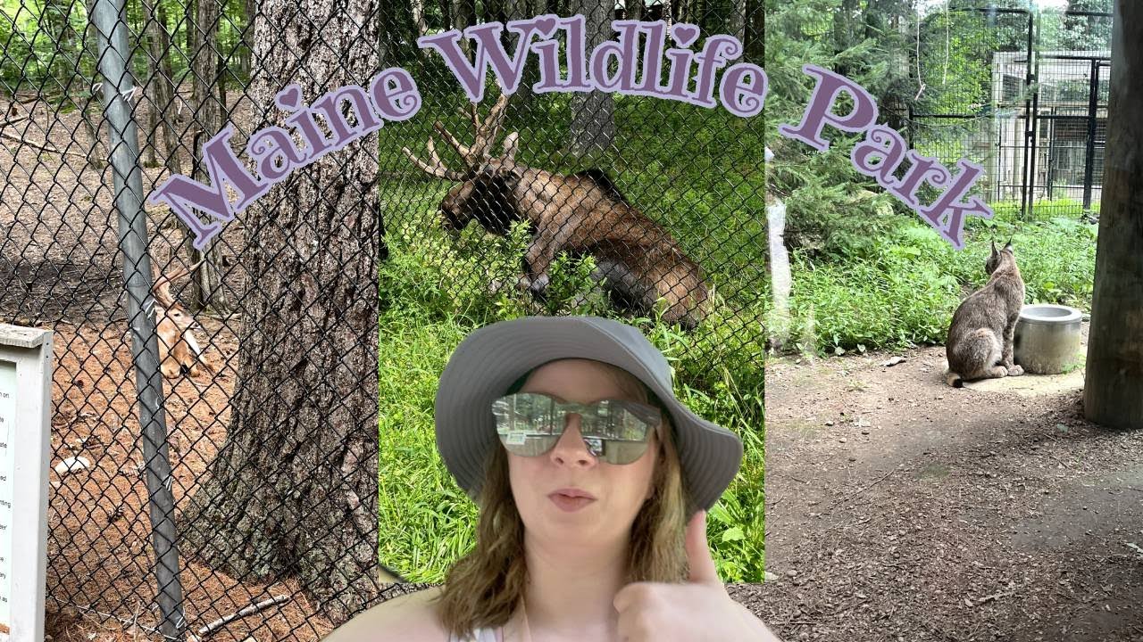 My day At The Maine Wildlife Park