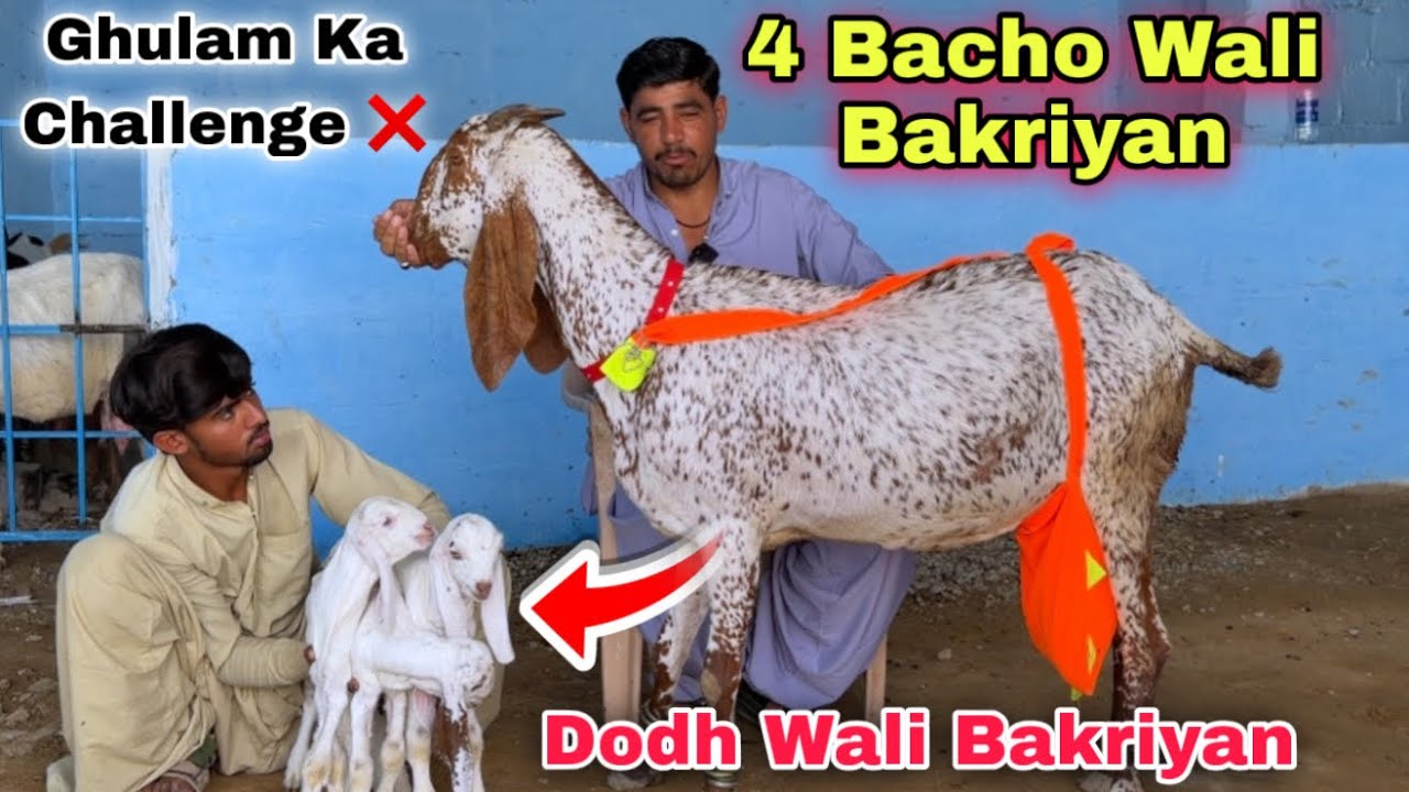 Liyari Bakra Mandi Or Lalukhet Bakra Mandi Se Bhe Sasti 🍀 | Bacho Wali Bakriyan | Goat Farming 