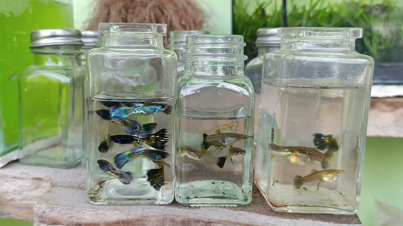 criadero de guppys, seleccionando los nuevos reproductores