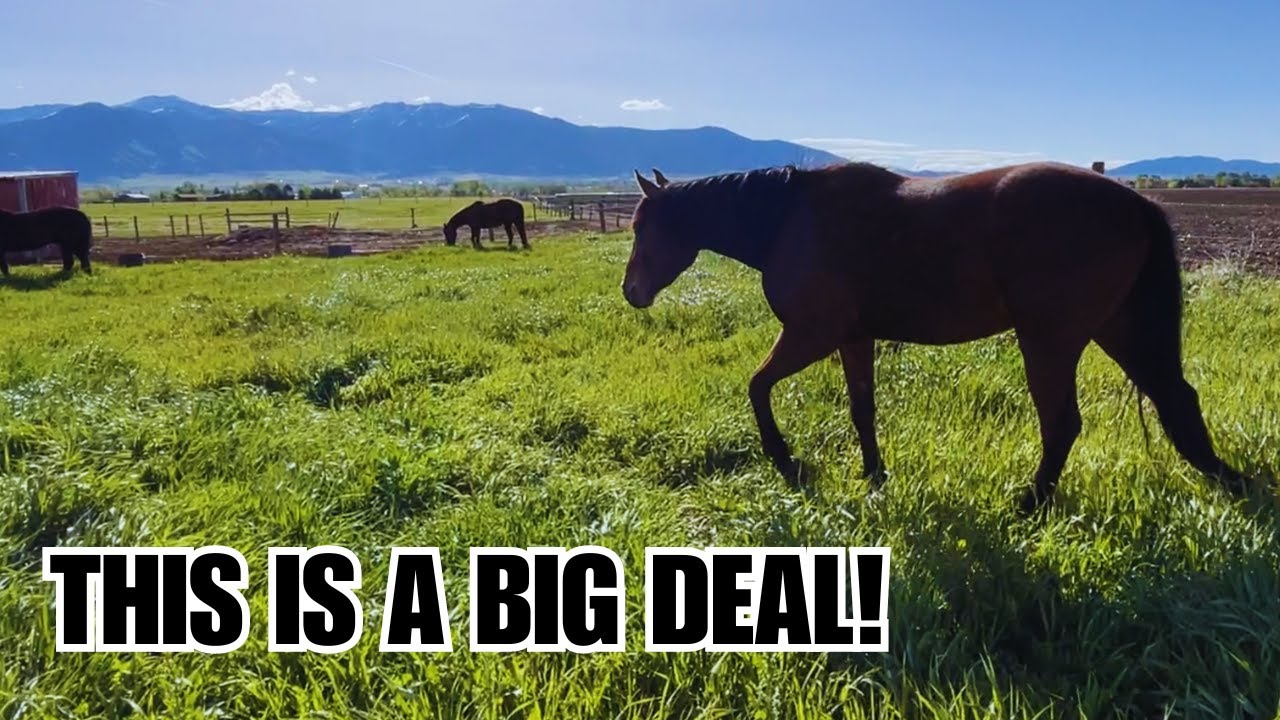 Grass KILLS horses! Preventing Laminitis - founder