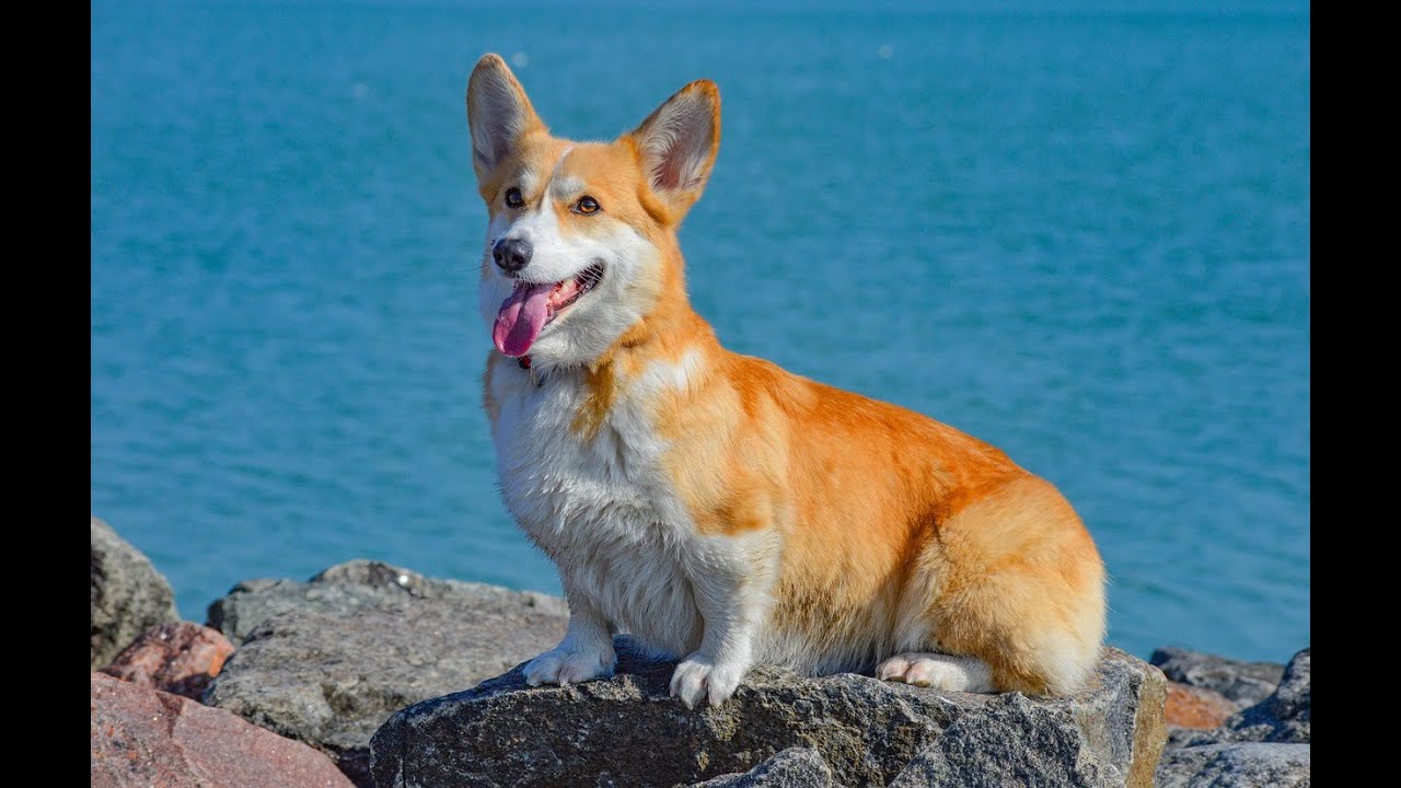 How to Apply Revolution for Dogs - Easy & Effective Guide!