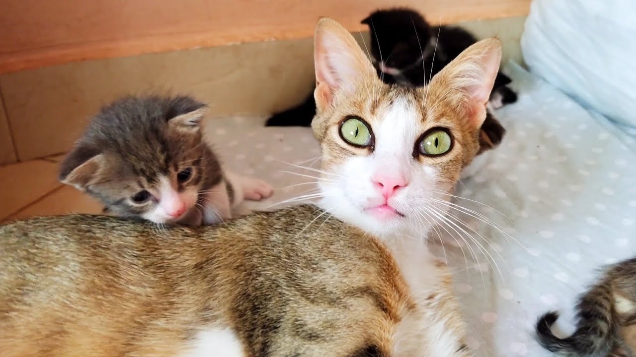 Rescued mother cat with amazing green eyes takes good care of her newborn kittens