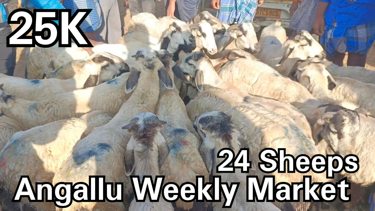 Medium Size Sheeps Marketing 🐏