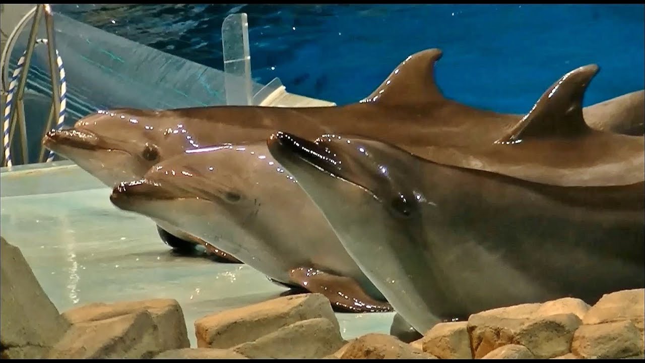 ★クリスマス★ イルカのナイトパフォーマンスショー 【2013年 ノーカット版】 / 名古屋港水族館