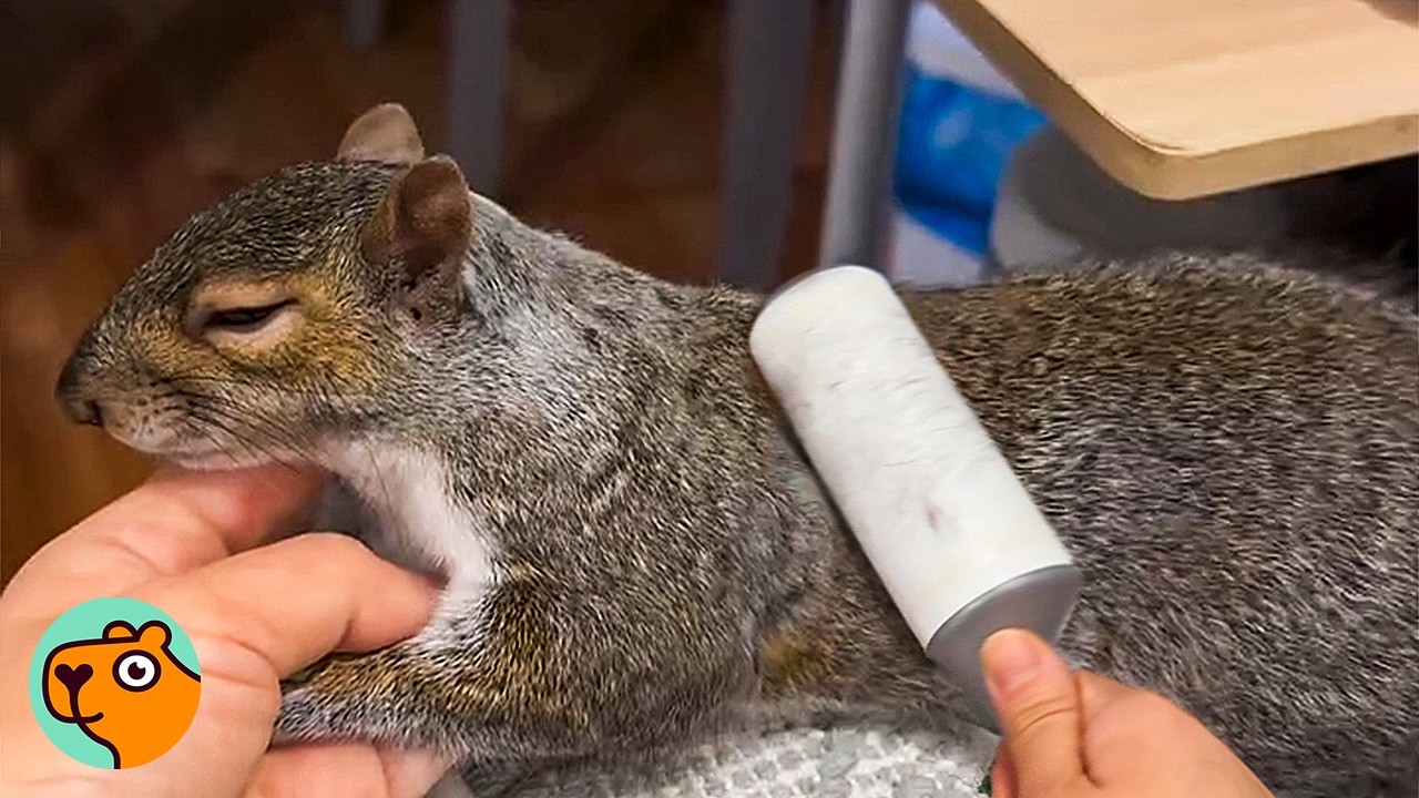 Woman Rescued Baby Squirrel, Now He’s Her Best Friend | Cuddle Buddies
